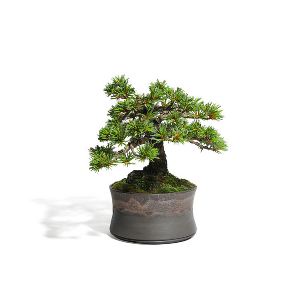 五葉松　-Japanese white pine-　（推定樹齢40年）-M0018- 詳細画像